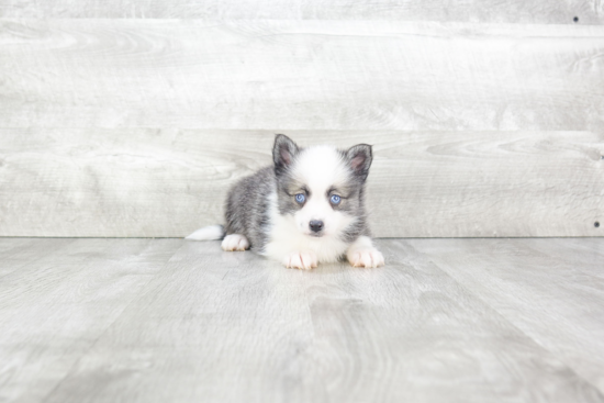 Sweet Pomsky Baby