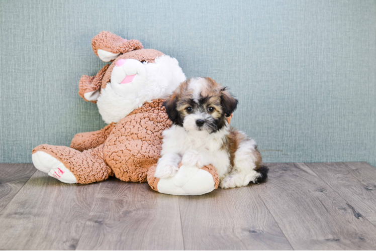 Hypoallergenic Havanese Baby