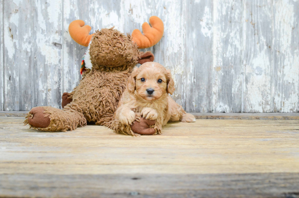 Best Cavapoo Baby