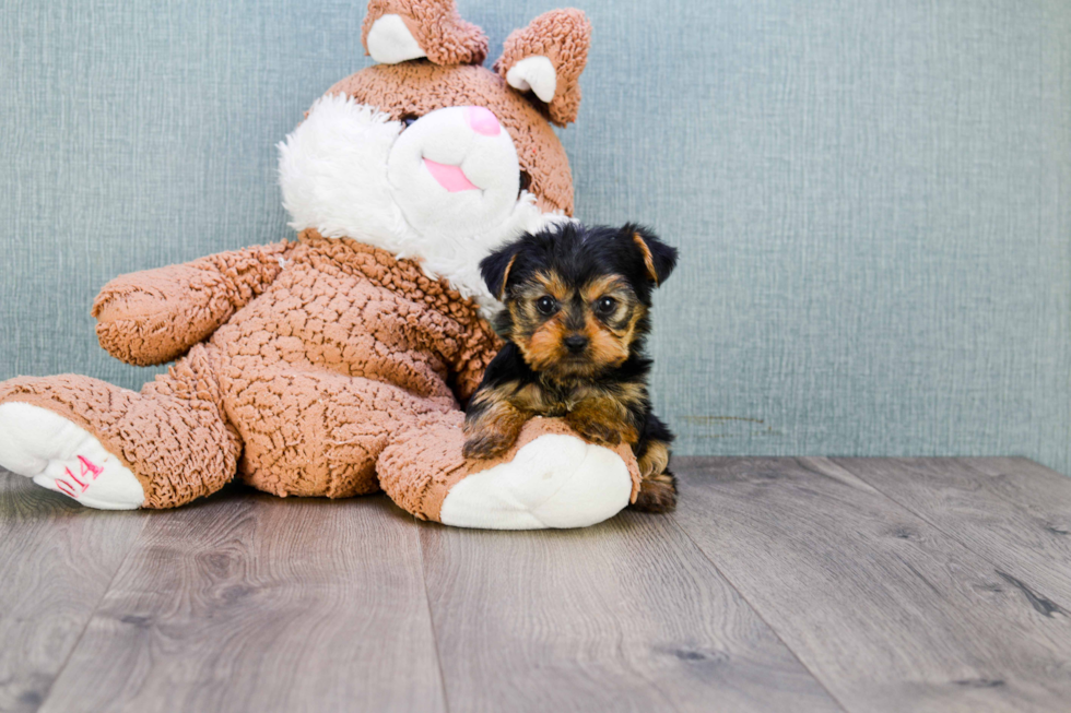 Meet Nugget - our Yorkshire Terrier Puppy Photo 