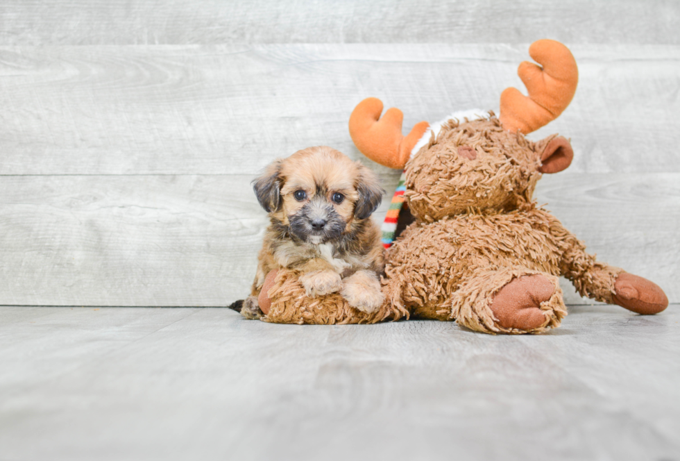 Maltipoo Puppy for Adoption