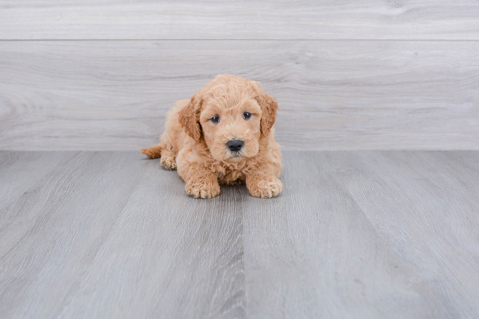 Playful Golden Retriever Poodle Mix Puppy