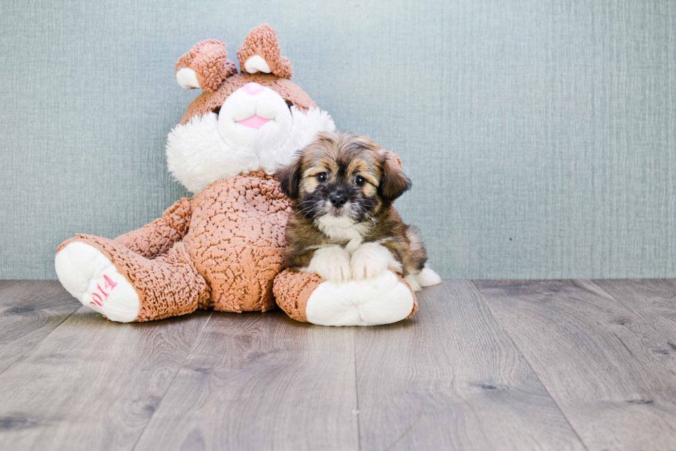 Friendly Havanese Purebred Pup