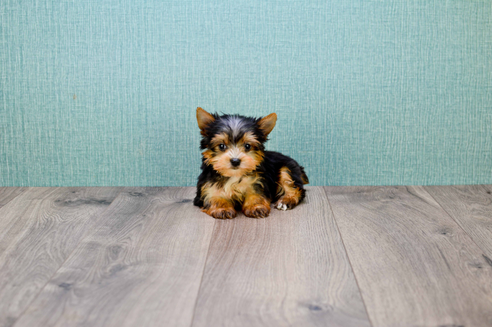 Meet Lady Gaga - our Yorkshire Terrier Puppy Photo 