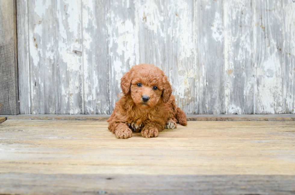 Funny Mini Goldendoodle Poodle Mix Pup