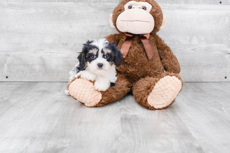 Friendly Cavachon Baby