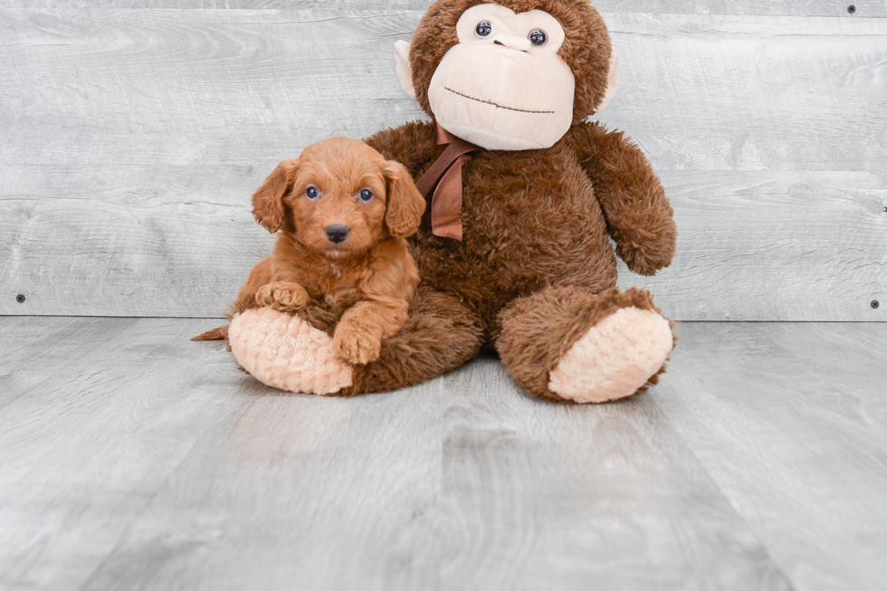 Mini Goldendoodle Pup Being Cute