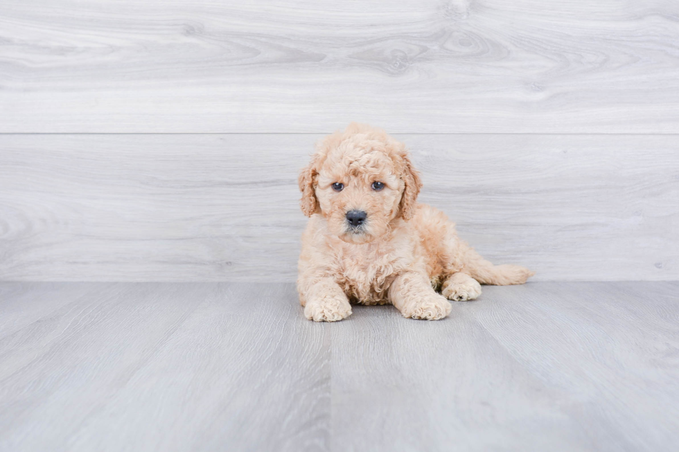 Best Mini Goldendoodle Baby