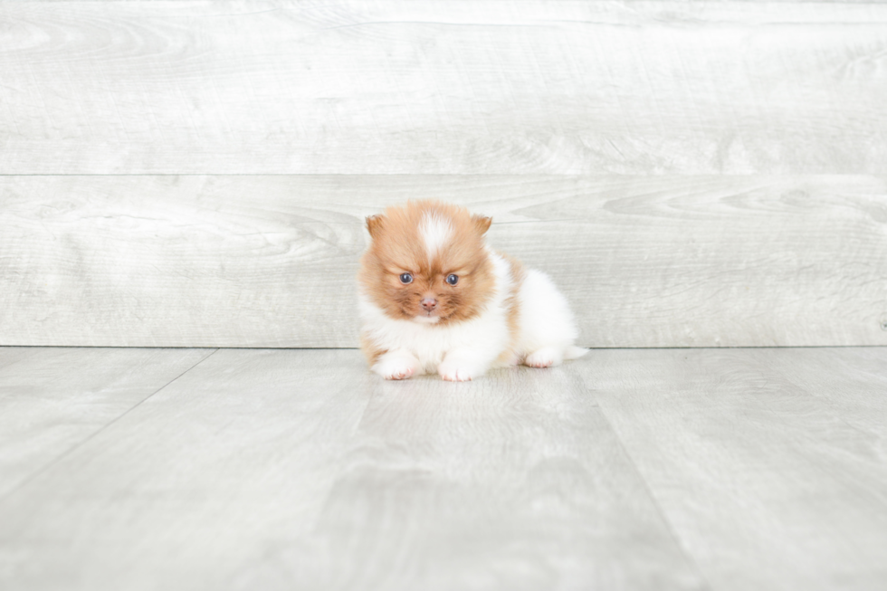 Best Pomeranian Baby