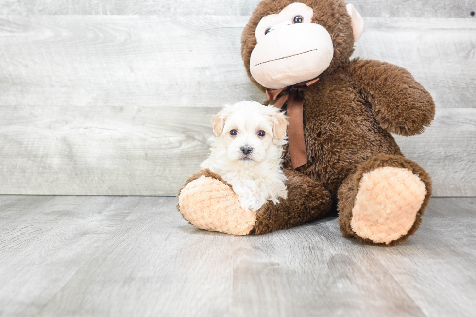 Maltipoo Pup Being Cute