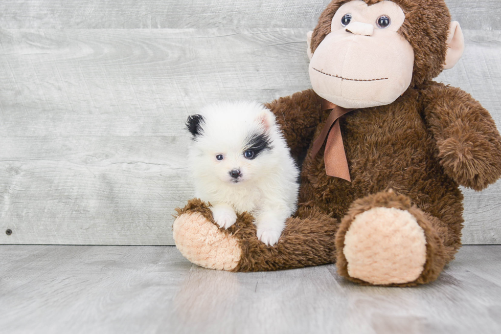 Hypoallergenic Pomeranian Purebred Pup