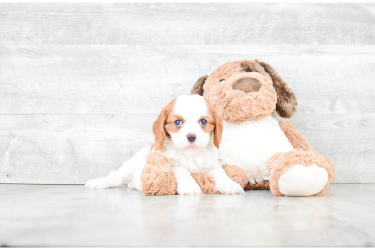 Hypoallergenic Cavalier King Charles Spaniel Purebred Pup