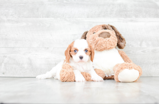 Hypoallergenic Cavalier King Charles Spaniel Purebred Pup