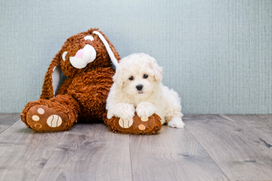 Maltipoo Puppy for Adoption