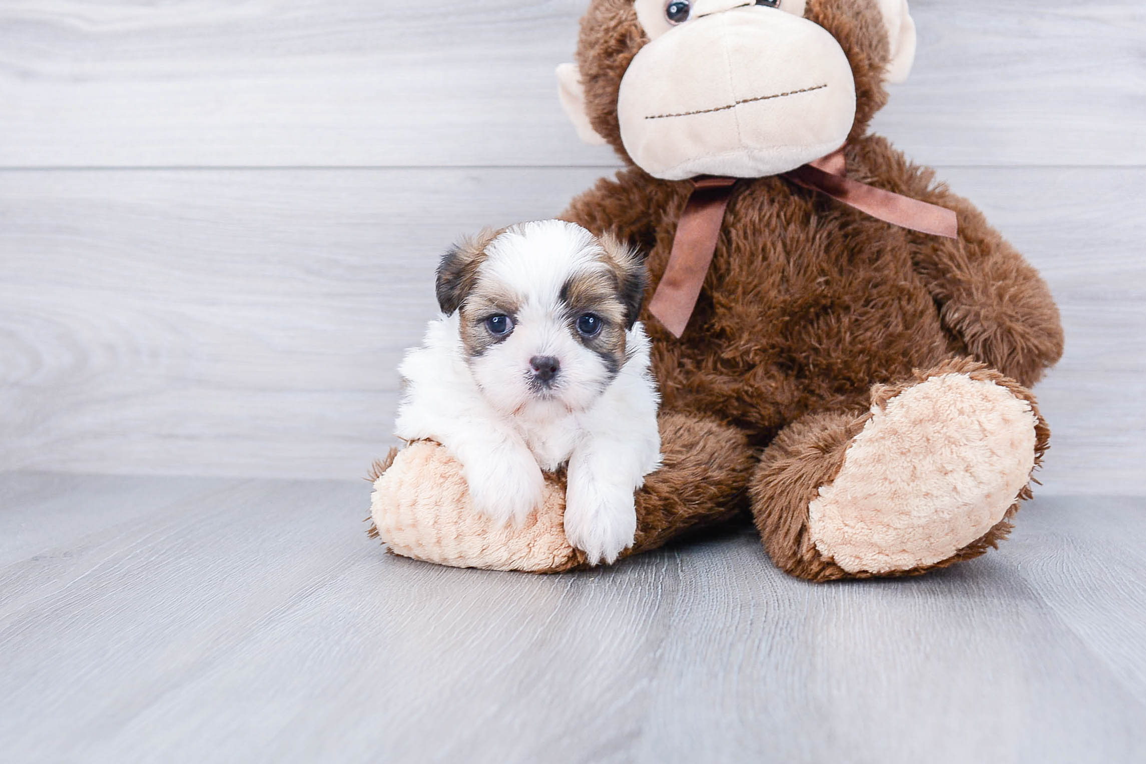 Teddy Bear Puppy for Adoption