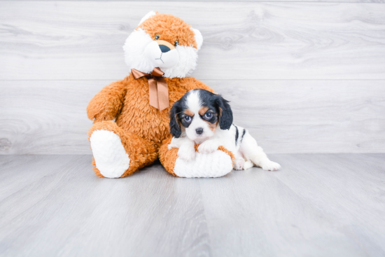 Popular Cavalier King Charles Spaniel Purebred Pup