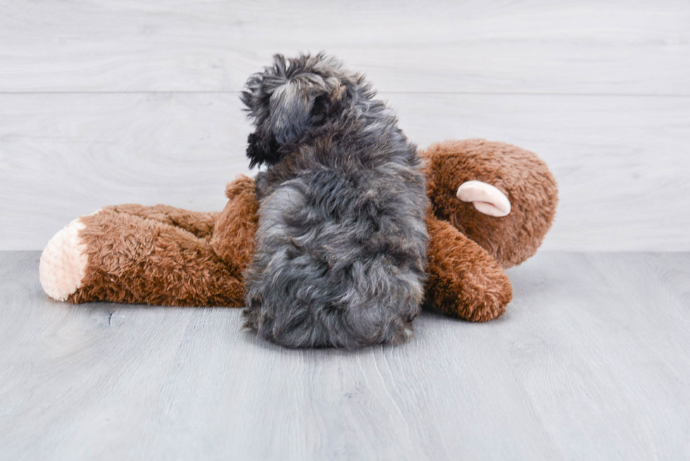 Akc Registered Havanese Purebred Pup