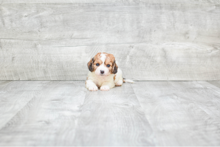 Playful Cavalier Designer Puppy