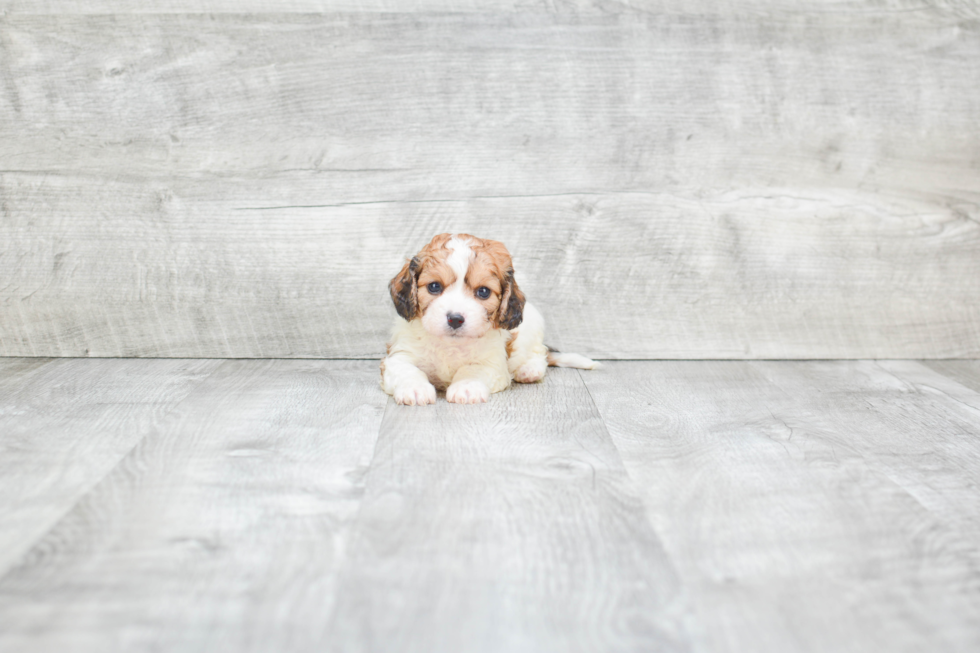 Playful Cavalier Designer Puppy