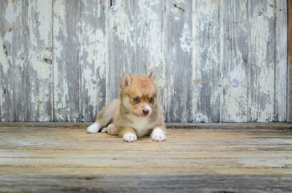 Best Pomsky Baby