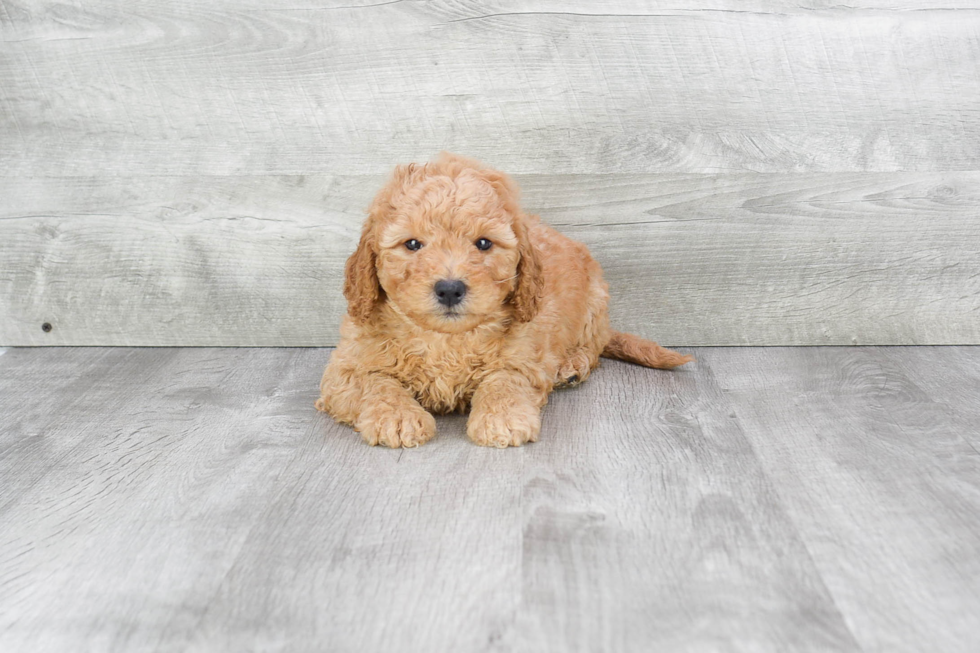 Friendly Mini Goldendoodle Baby