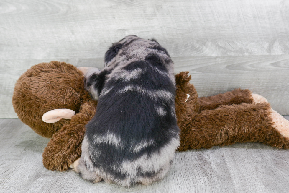 Mini Aussiedoodle Puppy for Adoption