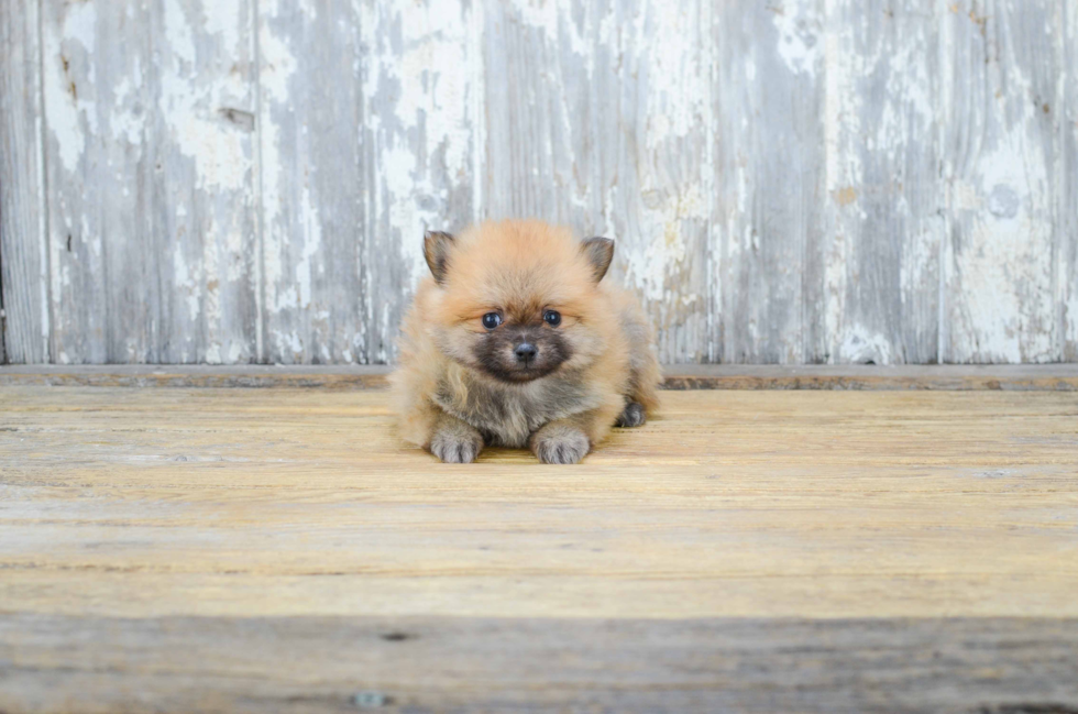 Pomeranian Pup Being Cute