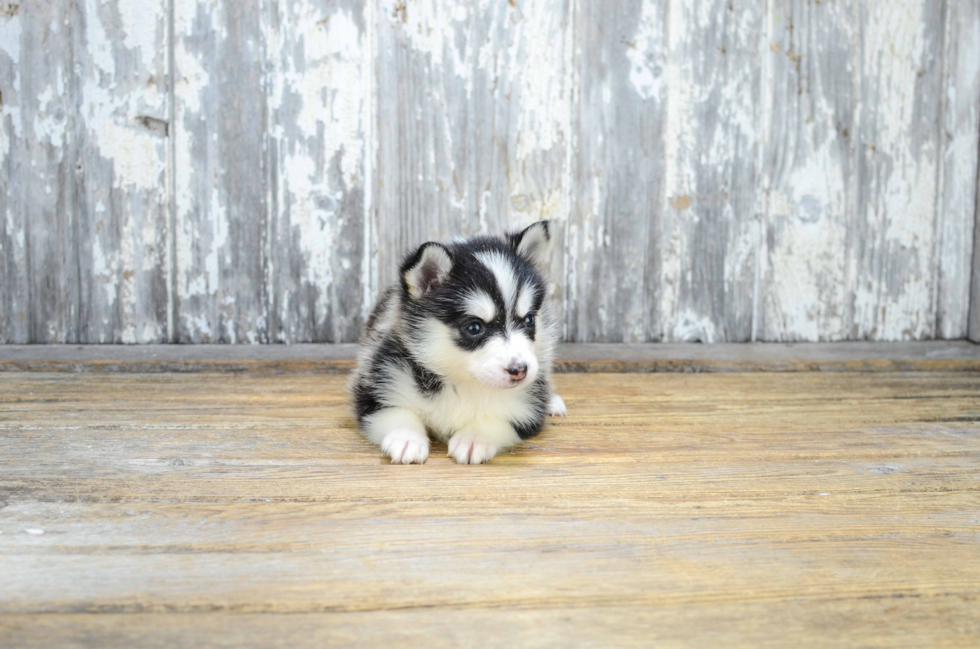 Best Pomsky Baby