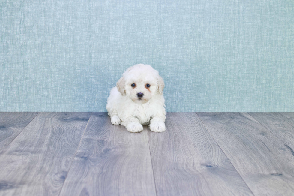 Sweet Mini Goldendoodle Baby