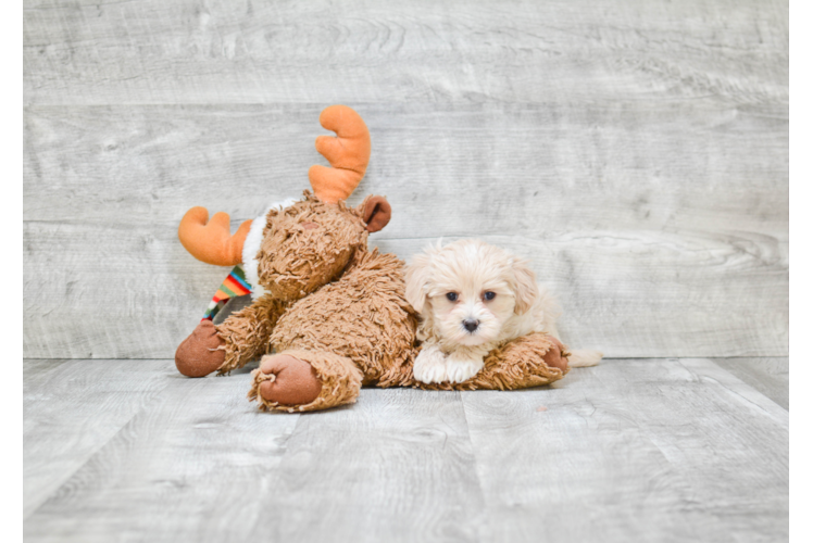 Best Maltipoo Baby