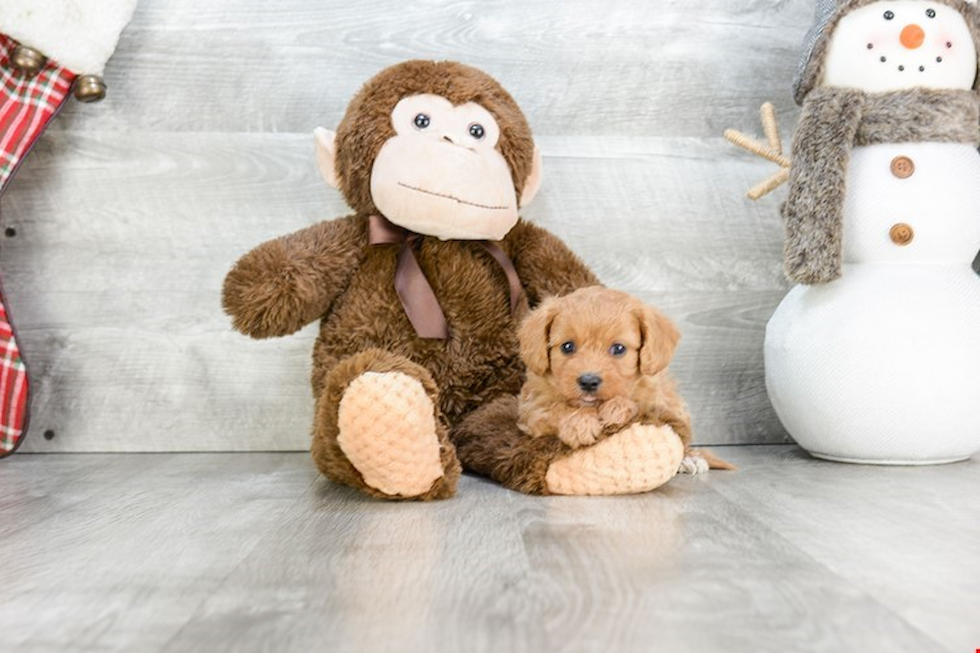 Funny Cavapoo Poodle Mix Pup