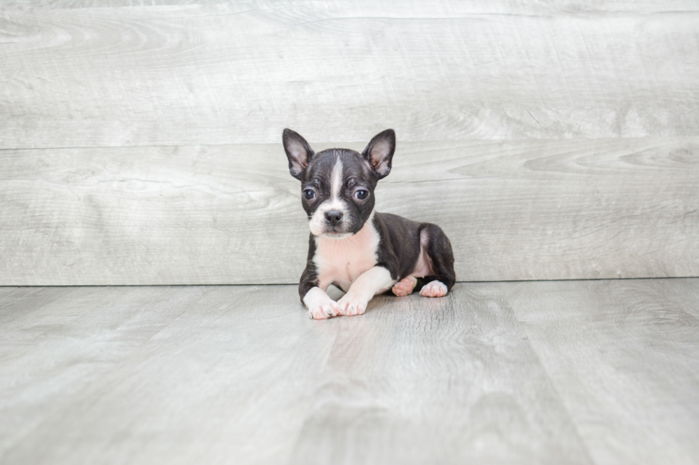 Best Boston Terrier Baby