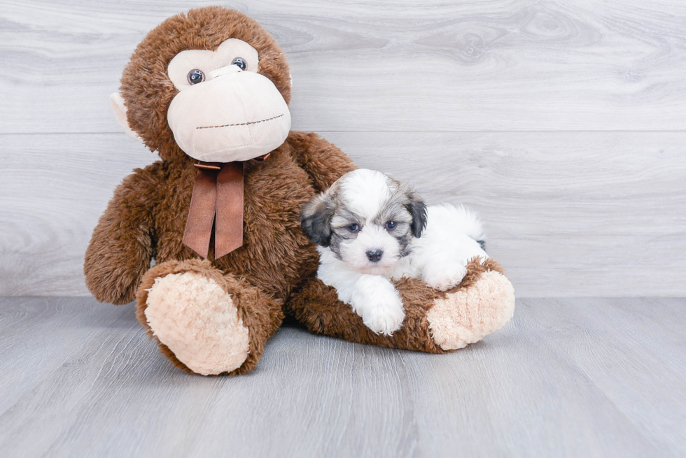 Funny Teddy Bear Designer Pup