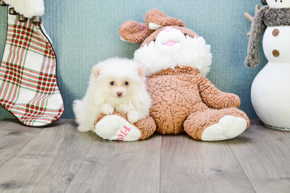 Sweet Pomeranian Purebred Puppy