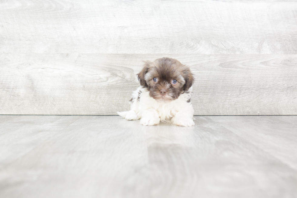 Little Havanese Purebred Pup