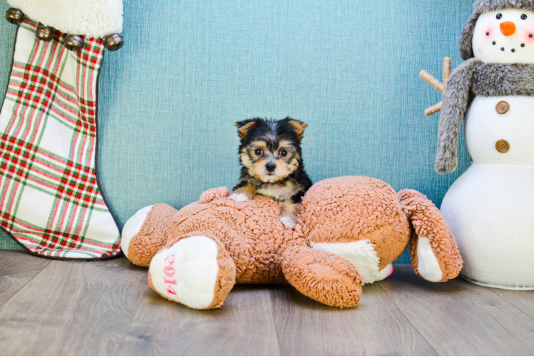 Friendly Morkie Baby