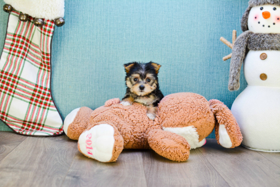 Friendly Morkie Baby