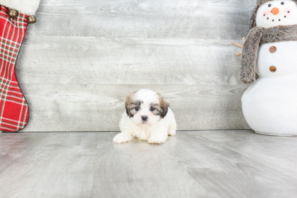 Popular Teddy Bear Designer Pup