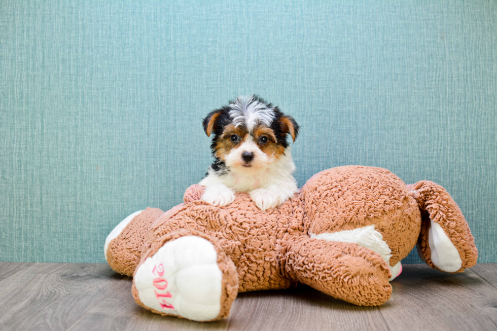 Meet Diddy - our Yorkshire Terrier Puppy Photo 