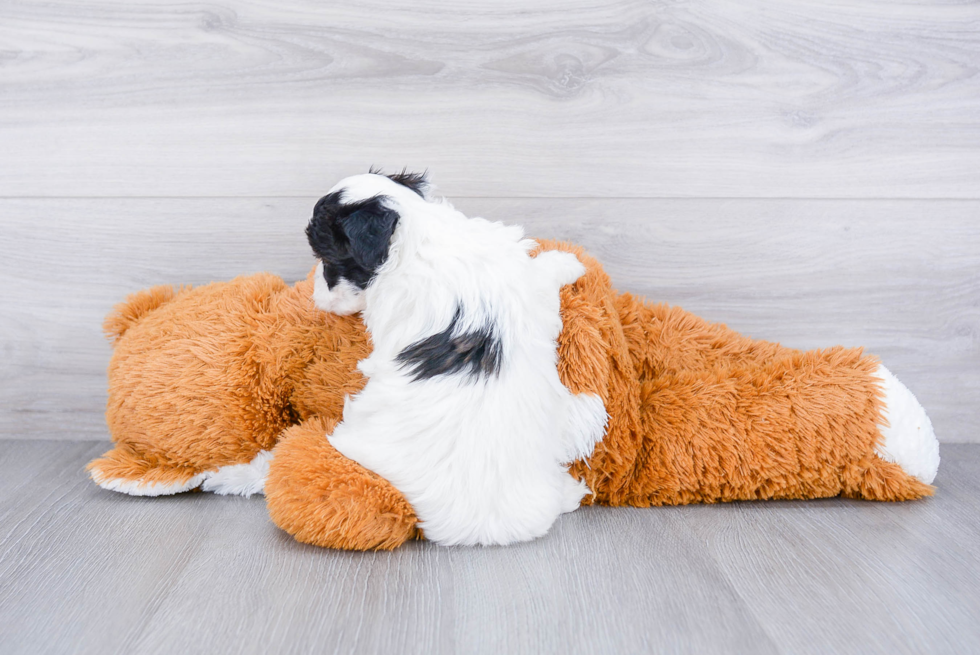 Teddy Bear Pup Being Cute