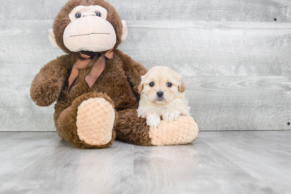 Best Cavachon Baby