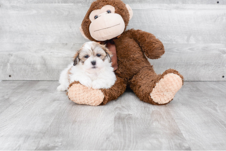 Happy Teddy Bear Baby