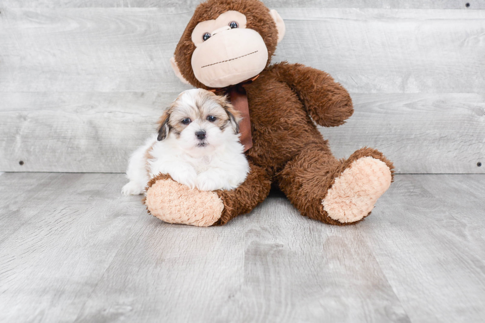 Happy Teddy Bear Baby