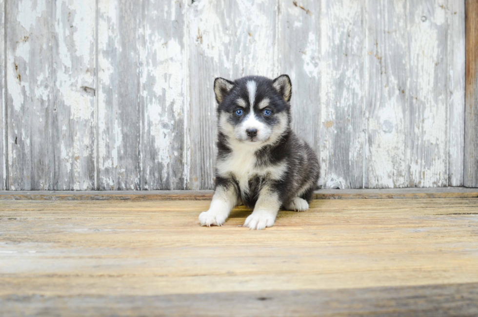 Playful Mini Husky Designer Puppy