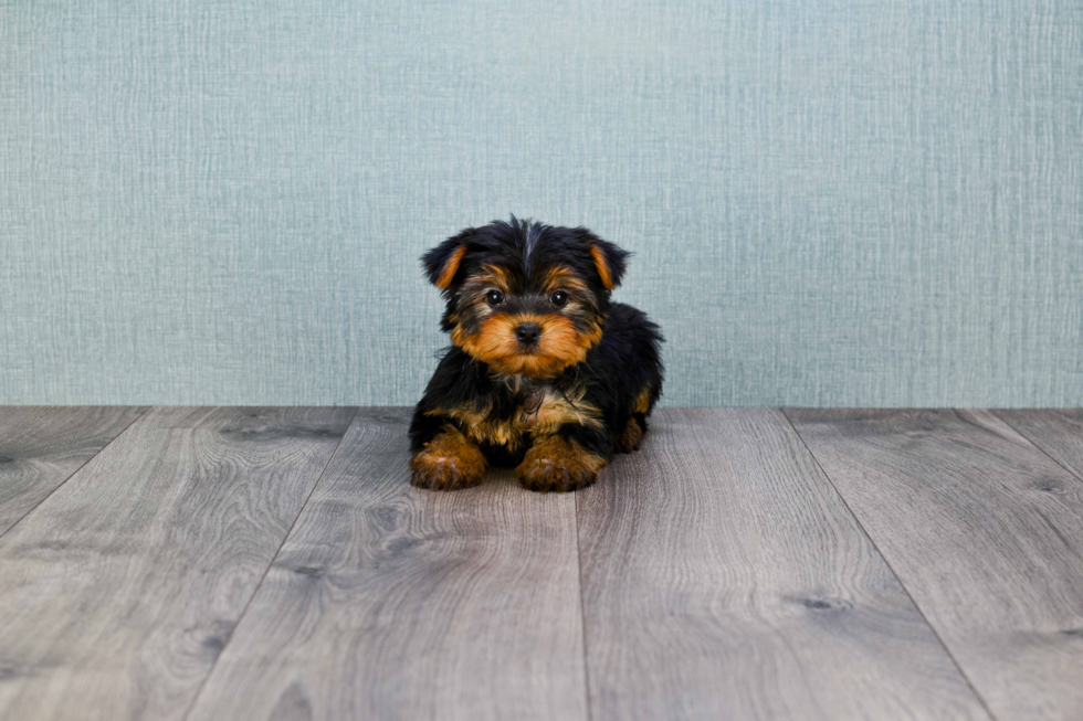 Meet Lisa - our Yorkshire Terrier Puppy Photo 