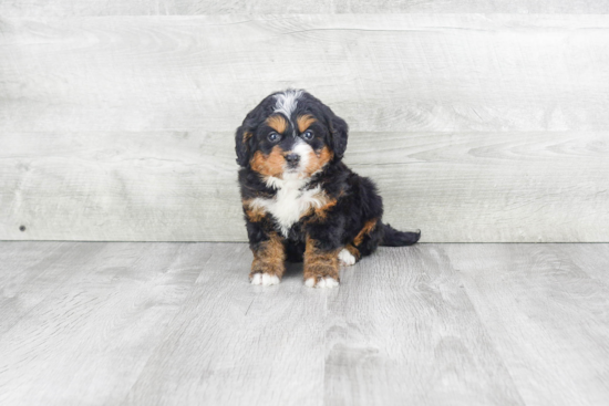 Funny Mini Bernedoodle Poodle Mix Pup