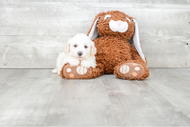 Funny Havanese Purebred Pup