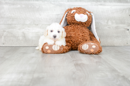 Funny Havanese Purebred Pup