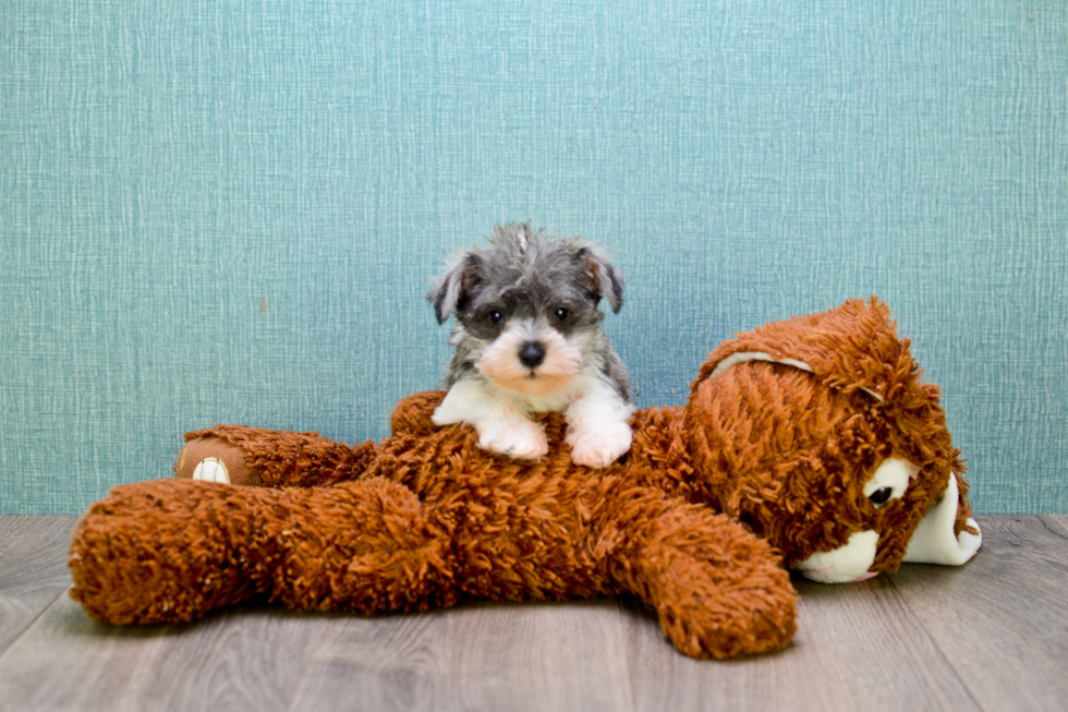 Cute Mini Schnauzer Mix Pup