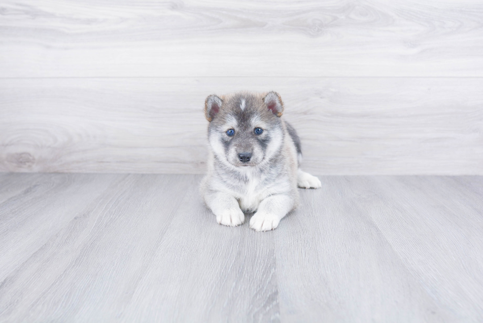 Smart Pomsky Designer Pup